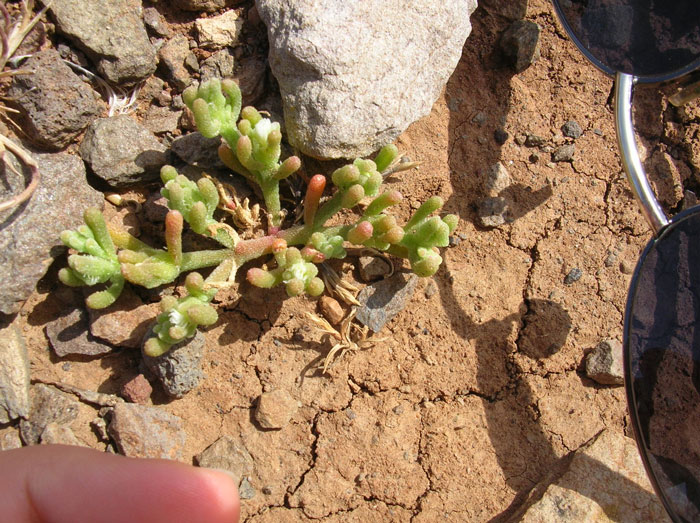 Flora usticense - Mesembryanthemum nodiflorum